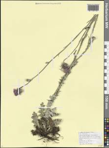 Чертополох новороссийский (Porten.) Zernov, Кавказ, Краснодарский край и Адыгея (K1a) (Россия)