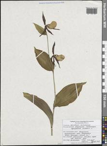 Венерин башмачок настоящий L., Восточная Европа, Центральный лесостепной район (E6) (Россия)