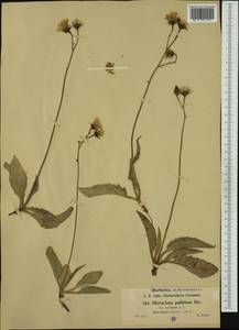 Hieracium schmidtii subsp. cyaneum (Arv.-Touv.) O. Bolòs & Vigo, Западная Европа (EUR) (Франция)