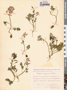 Хохлатка магаданская A.P.Khokhr., Сибирь, Чукотка и Камчатка (S7) (Россия)