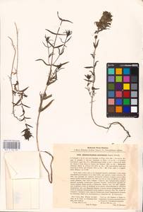MHA 0 162 061, Rhinanthus serotinus var. vernalis (N. W. Zinger) Janch., Восточная Европа, Центральный район (E4) (Россия)