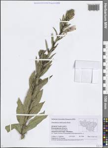 Oenothera × rubricaulis Kleb., Восточная Европа, Центральный район (E4) (Россия)
