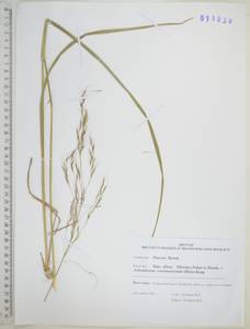 Чий пекинский (Hance) Ohwi, Сибирь, Дальний Восток (S6) (Россия)