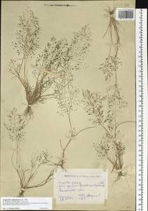 Полевичка амурская Prob., Сибирь, Западный (Казахстанский) Алтай (S2a) (Казахстан)