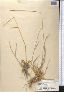 Thinopyrum intermedium subsp. intermedium, Средняя Азия и Казахстан, Памир и Памиро-Алай (M2) (Узбекистан)