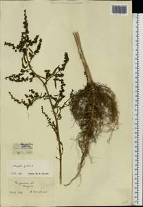 Лебеда раскидистая L., Восточная Европа, Центральный район (E4) (Россия)