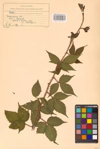 Ежевика щетинистая Waldst. & Kit., Восточная Европа, Западно-Украинский район (E13) (Украина)