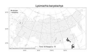 Lysimachia barystachys, Вербейник густоцветковый Bunge, Атлас флоры России (FLORUS) (Россия)