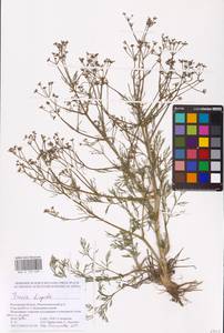 Триния щетинисто-волосистая, Триния щетинистоволосая Hoffm., Восточная Европа, Ростовская область (E12a) (Россия)