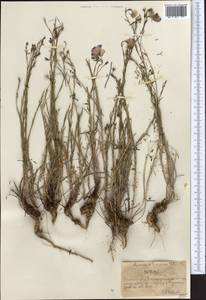 Лен многолетний L., Средняя Азия и Казахстан, Северный и Центральный Тянь-Шань (M4) (Казахстан)