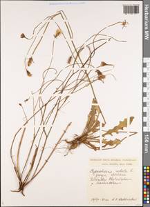 Пазник укореняющийся L., Кавказ, Грузия (K4) (Грузия)