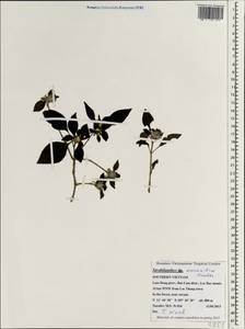 Strobilanthes annamitica Kuntze, Зарубежная Азия (ASIA) (Вьетнам)