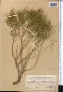 Полынь джунгарская Schrenk, Средняя Азия и Казахстан, Муюнкумы, Прибалхашье и Бетпак-Дала (M9) (Казахстан)
