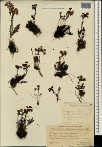 Мытник Нордманна Bunge, Кавказ, Ставропольский край, Карачаево-Черкесия, Кабардино-Балкария (K1b) (Россия)