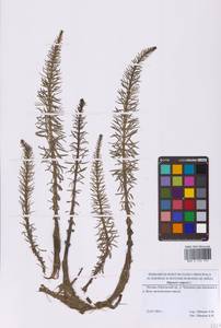 Хвостник обыкновенный, Водяная сосенка L., Восточная Европа, Московская область и Москва (E4a) (Россия)