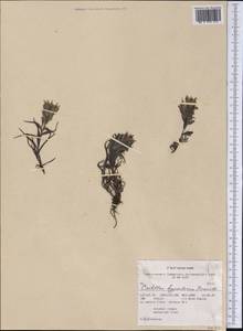Castilleja hyperborea Pennell, Америка (AMER) (США)