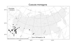 Cuscuta monogyna, Повилика одностолбиковая Vahl, Атлас флоры России (FLORUS) (Россия)