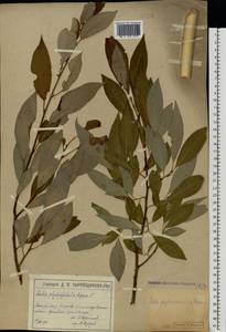 Ива [гибрид], Восточная Европа, Московская область и Москва (E4a) (Россия)