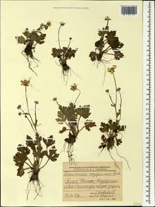 Лютик остросеменной, Лютик остроплодный Willd., Кавказ, Грузия (K4) (Грузия)