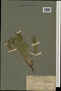 Мольткия голубая (Willd) Lehm., Кавказ, Азербайджан (K6) (Азербайджан)