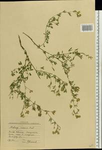 Medicago falcata subsp. falcata, Восточная Европа, Нижневолжский район (E9) (Россия)