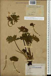 Anemonastrum narcissiflorum subsp. fasciculatum (L.) Raus, Кавказ (без точных местонахождений) (K0)