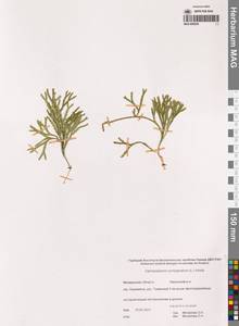 Дифазиаструм сплюснутый (L.) Holub, Сибирь, Чукотка и Камчатка (S7) (Россия)