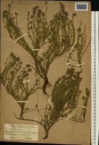 Тимьян Палласа, Чабрец Палласа Heinr.Braun, Восточная Европа, Нижневолжский район (E9) (Россия)