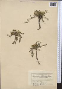 Astragalus taldicensis Franch., Средняя Азия и Казахстан, Памир и Памиро-Алай (M2) (Киргизия)