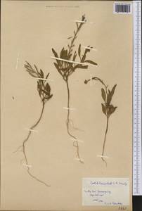 Cakile lanceolata (Willd.) O.E. Schulz, Америка (AMER) (Куба)