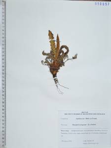 Щитовник пахучий (L.) Schott, Сибирь, Дальний Восток (S6) (Россия)