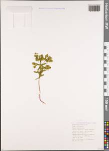 Молочай туринский All., Кавказ, Краснодарский край и Адыгея (K1a) (Россия)