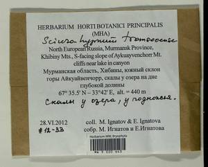Sciuro-hypnum tromsoeense (Kaurin & Arnell) Draper & Hedenäs, Гербарий мохообразных, Мхи - Карелия, Ленинградская и Мурманская области (B4) (Россия)