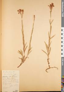 Dianthus collinus, Восточная Европа, Центральный район (E4) (Россия)