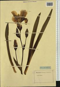 Iris variegata L., Западная Европа (EUR) (Неизвестно)