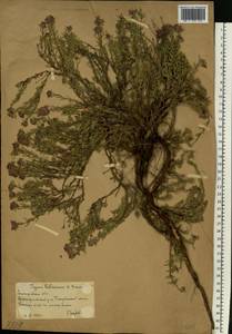 Тимьян Палласа, Чабрец Палласа Heinr.Braun, Восточная Европа, Нижневолжский район (E9) (Россия)