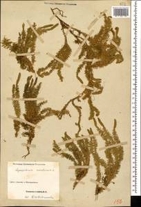 Spinulum annotinum subsp. annotinum, Кавказ, Грузия (K4) (Грузия)