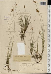 Осока ранняя Schreb., Восточная Европа, Нижневолжский район (E9) (Россия)