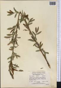 Salix prolixa Anderss., Америка (AMER) (Канада)