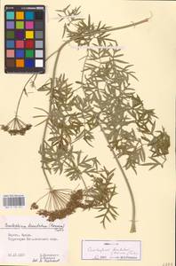 Cenolophium fischeri (Spreng.) W. D. J. Koch, Восточная Европа, Литва (E2a) (Литва)