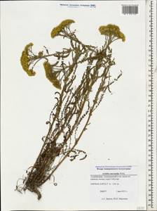Тысячелистник мелкоцветковый Willd., Кавказ, Азербайджан (K6) (Азербайджан)