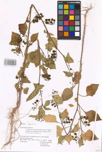 MHA 0 158 768, Паслен черный L., Восточная Европа, Центральный район (E4) (Россия)