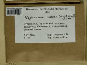 Plagiomnium medium (Bruch & Schimp.) T.J. Kop., Гербарий мохообразных, Мхи - Центральное Черноземье (B10) (Россия)