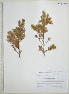 Можжевельник скальный Pall., Сибирь, Дальний Восток (S6) (Россия)