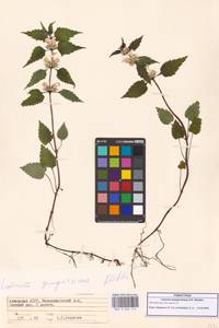 Яснотка белая, Глухая крапива, Кавказ, Грузия (K4) (Грузия)