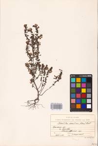 MHA 0 161 879, Зубчатка обыкновенная Moench, Восточная Европа, Западный район (E3) (Россия)