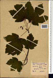 Acer heldreichii subsp. trautvetteri (Medw.) A.E.Murray, Кавказ, Краснодарский край и Адыгея (K1a) (Россия)