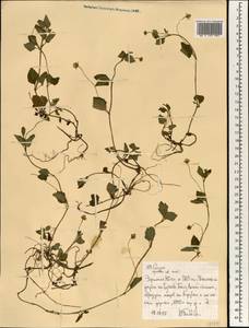 Asteraceae, Африка (AFR) (Эфиопия)