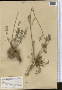 Жабрица леманновская (Bunge) Boiss., Средняя Азия и Казахстан, Памир и Памиро-Алай (M2) (Таджикистан)