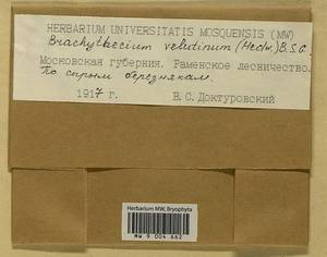 Brachytheciastrum velutinum (Hedw.) Ignatov & Huttunen, Гербарий мохообразных, Мхи - Москва и Московская область (B6a) (Россия)